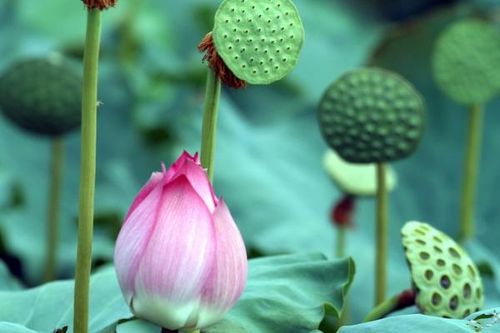 Gương sen, ngó sen bổ huyết