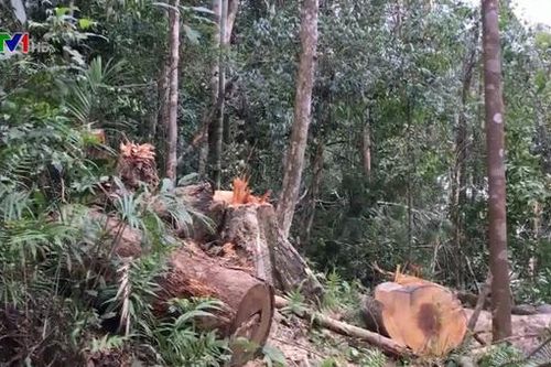 Bộ Nông nghiệp đề nghị Kon Tum điều tra tổ chức, cá nhân tiếp tay phá rừng