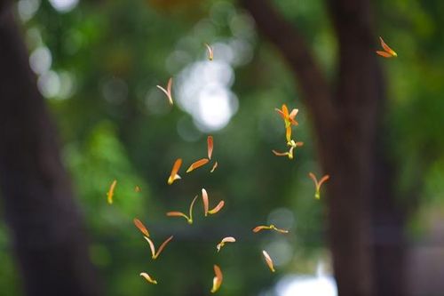 Thành phố dịu êm, mùa chò nâu về...