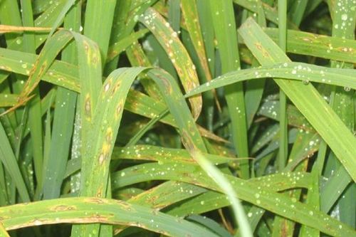 Hà Nội: Gần 2.400ha lúa Xuân bị bệnh đạo ôn lá