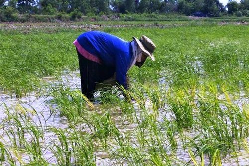 Thái Lan hỗ trợ tiền cho 10 triệu hộ nông dân