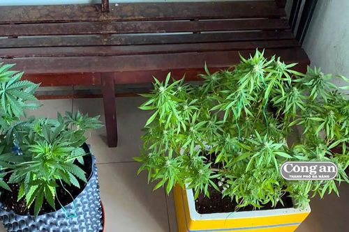 Trồng cần làm cảnh?