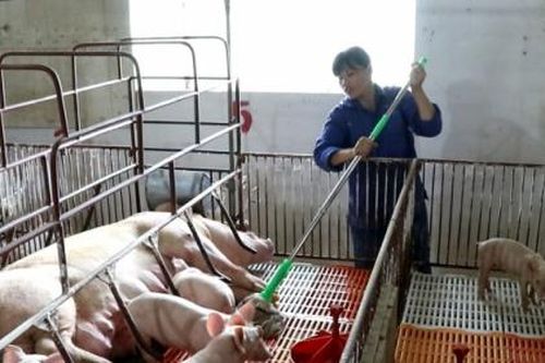 Hà Nội: Đảm bảo mục tiêu tăng đàn lợn lên 1,8 triệu