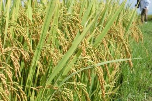 Giống lúa thuần mới HDT10: Bội thu của nhà nông