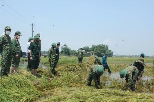 Huế: Hơn 700 cán bộ, chiến sĩ Quân khu 4 xuống đồng gặt lúa giúp dân