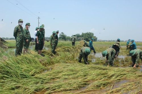 Huy động hơn 700 cán bộ, chiến sĩ Quân khu 4 giúp dân gặt lúa