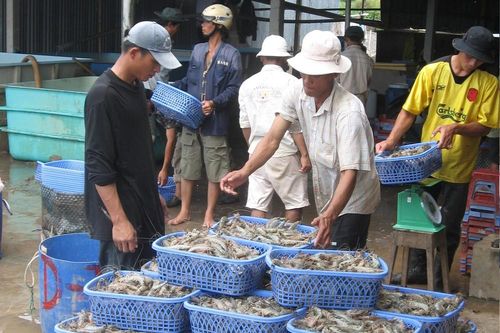 Nguy cơ thiếu hụt nguồn tôm nguyên liệu