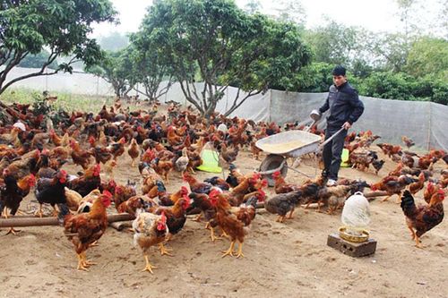 Thịt lợn đắt đỏ, ăn gà đặc sản giá rẻ lại có lợi sức khỏe