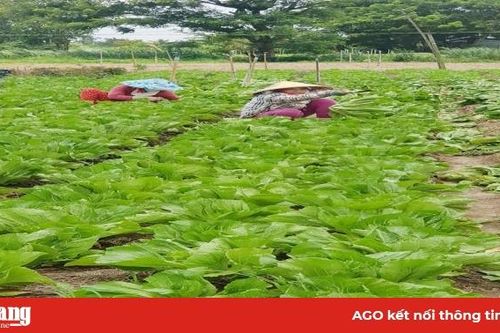 Chợ Mới giảm diện tích lúa, tăng cây màu