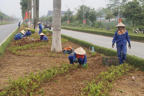 Cải tạo cây xanh ở dải phân cách đường Trần Hưng Đạo