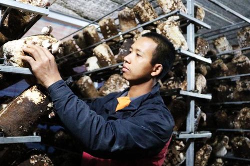 Thu nhập ổn định từ mô hình trồng nấm hương