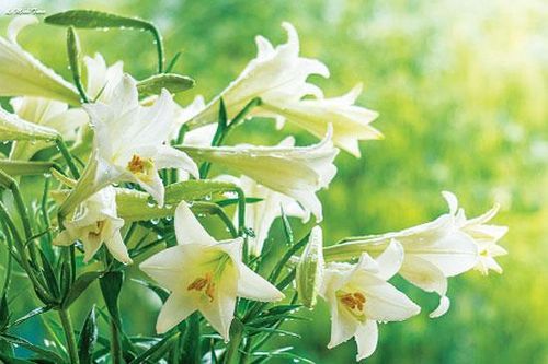 Khúc tráng ca tháng Tư của người lính