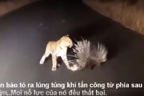 Nhím hạ nhục báo hoa mai bằng chiêu thức độc đáo