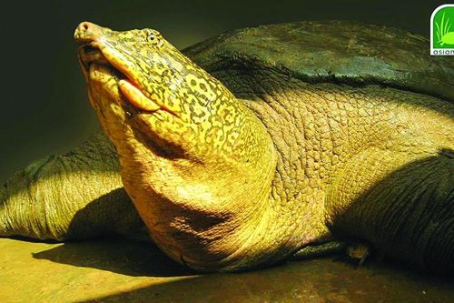 Bí ẩn chưa có lời giải của loài rùa Hoàn Kiếm