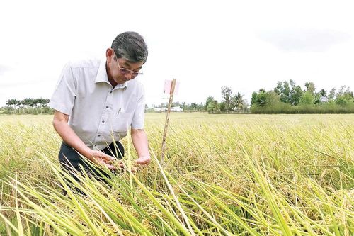 Hạt gạo ngon nhất thế giới: Làm sao giữ được ngôi Vương?