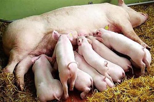 Hụt nguồn cung, xin nhập 6 vạn lợn nái tạo đàn