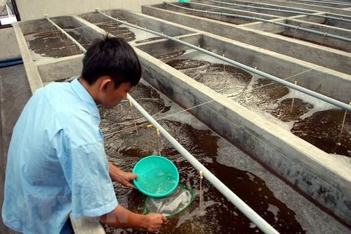 Trà Vinh: Sản xuất thành công tôm giống bố mẹ sạch bệnh
