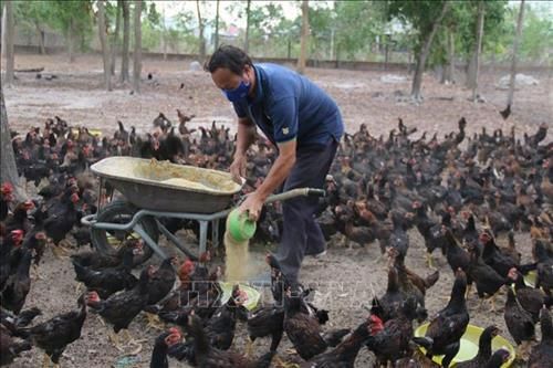 Bà Rịa-Vũng Tàu: Nuôi gà bằng thảo dược mang lại hiệu quả kinh tế cao