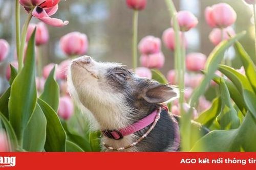 Bộ ảnh chú heo nhỏ dạo chơi giữa vườn hoa tulip khiến người xem muốn 'lịm tim'