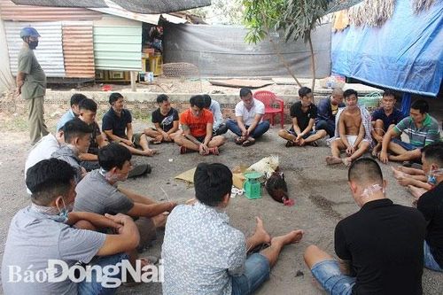 Bắt giữ 20 đối tượng đá gà ăn tiền tại quán cà phê