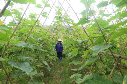 Không khí lao động, sản xuất diễn ra sôi động