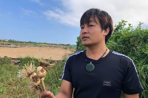 Phát triển nông nghiệp sạch trên 'đảo tỏi' Lý Sơn