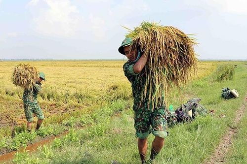 Chủ động đối phó hạn, mặn