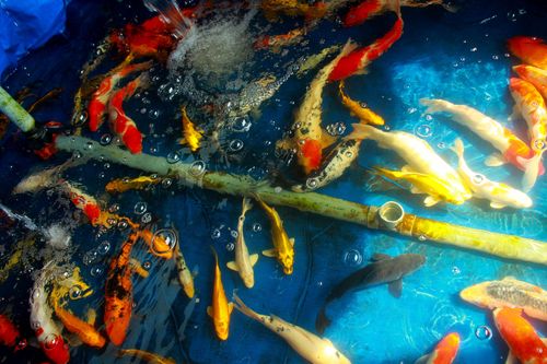 Thanh niên trẻ khởi nghiệp từ cá Koi