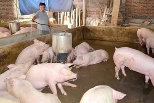 Giá heo hơi hôm nay (1/5): Vẫn neo ở mức cao 90.000 đồng/kg