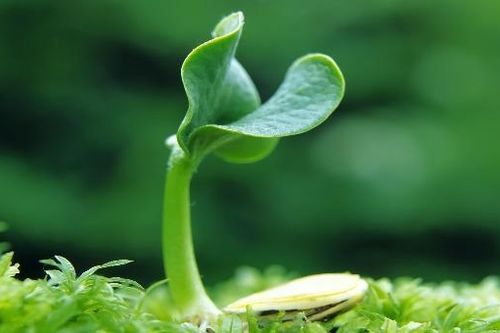 Thuyết duyên khởi của đạo Phật