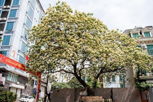 Cây hoa bún 'độc nhất vô nhị' giữa Hà Nội, nở 1 lần mỗi năm rồi như 'chết khô'