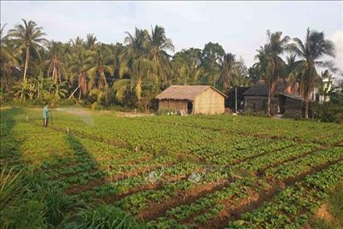 Trà Vinh: Chuyển đổi cây trồng thích nghi với thời tiết mang lại hiệu quả cho người dân
