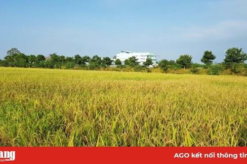 Tổ chức lại sản xuất để tăng giá trị nông nghiệp