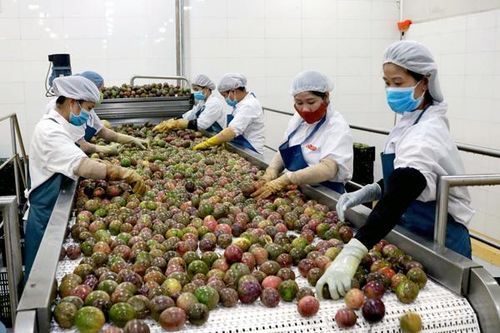 Trung tâm chế biến rau quả Doveco Gia Lai: Phòng-chống dịch gắn với phát triển sản xuất kinh doanh