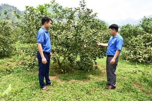 Tổ hợp tác thanh niên Kim Bình