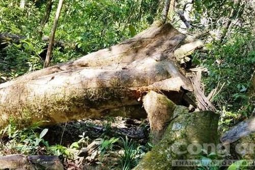 Công an vào cuộc vụ phá rừng tại Kon Tum