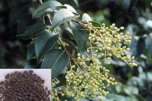 Nữ trinh tử chữa hoa mắt chóng mặt, tóc bạc sớm