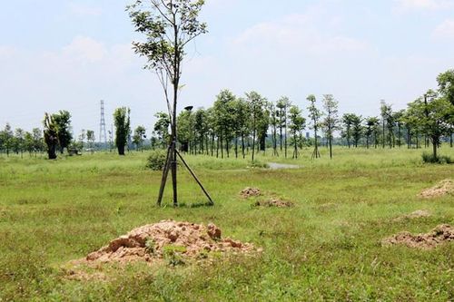 Cần siết chặt khâu thẩm định, cấp phép đối với dự án về đất đai có sự tham gia của DN nước ngoài