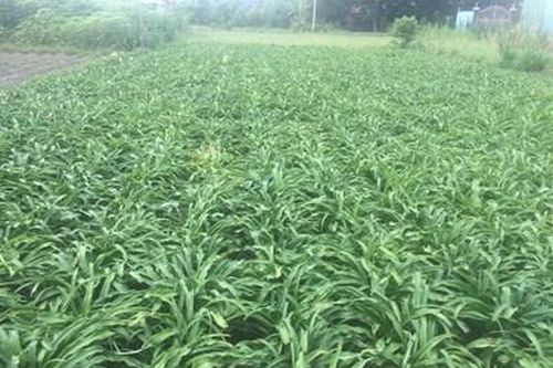 Một số bất cập pháp lý về tiếp cận nguồn gen và chia sẻ lợi ích từ tiếp cận nguồn gen