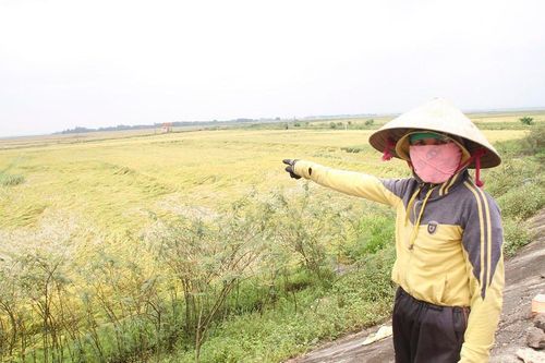 Tranh thủ nắng ráo nông dân tất bật thu hoạch lúa bị ngã đổ