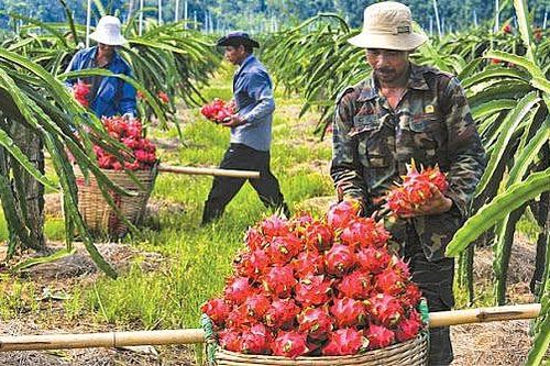 Ảnh hưởng của Covid-19, xuất khẩu hoa quả sang Trung Quốc giảm mạnh
