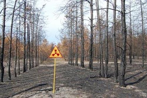 Chernobyl: Rừng cây chết kỳ lạ, 30 năm không phân hủy