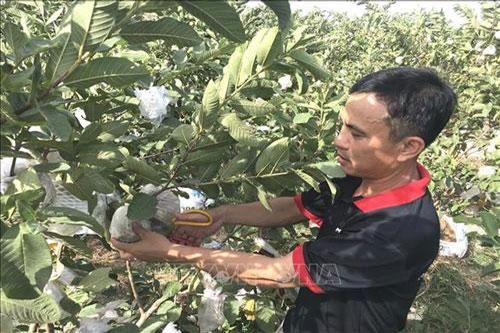 Quảng Trị: Trồng cây ở nơi 'thiếu nước' thu hàng trăm triệu đồng mỗi năm