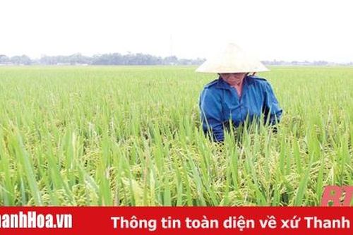 Tập trung phòng, trừ sâu bệnh trên lúa thời kỳ cuối vụ