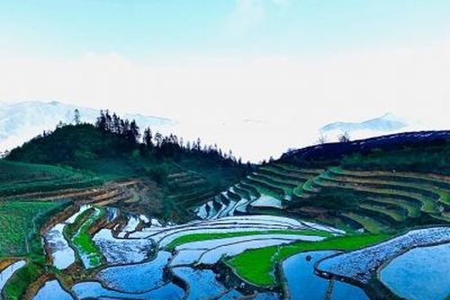 Mùa 'dát bạc' ruộng bậc thang