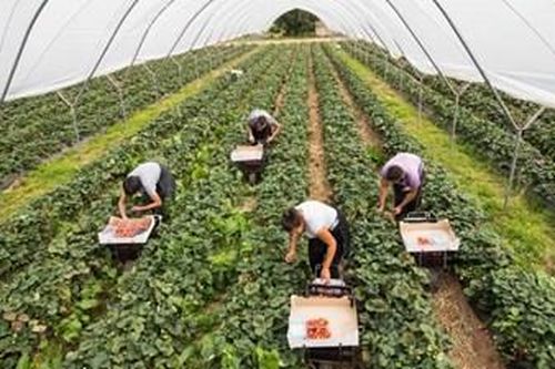 Lao động nhập cư - cái nhìn mới từ nước Anh