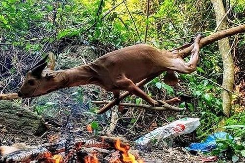 TBT tạp chí Sông Hương bị hàm oan giết hại, tiêu thụ động vật quý hiếm?