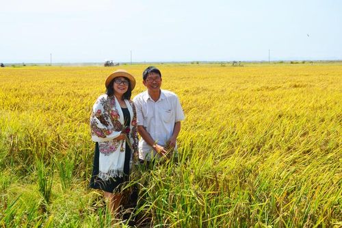 Vua Lúa trên bình nguyên Ea Súp