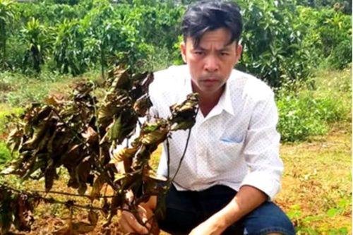 Rẫy cà phê 8 lần bị kẻ xấu chặt phá, chủ nhân uất nghẹn