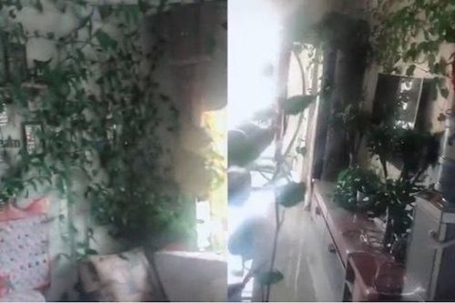 Vắng nhà vì Covid-19, dây leo mọc kín căn hộ, nấm mọc trên bàn trà